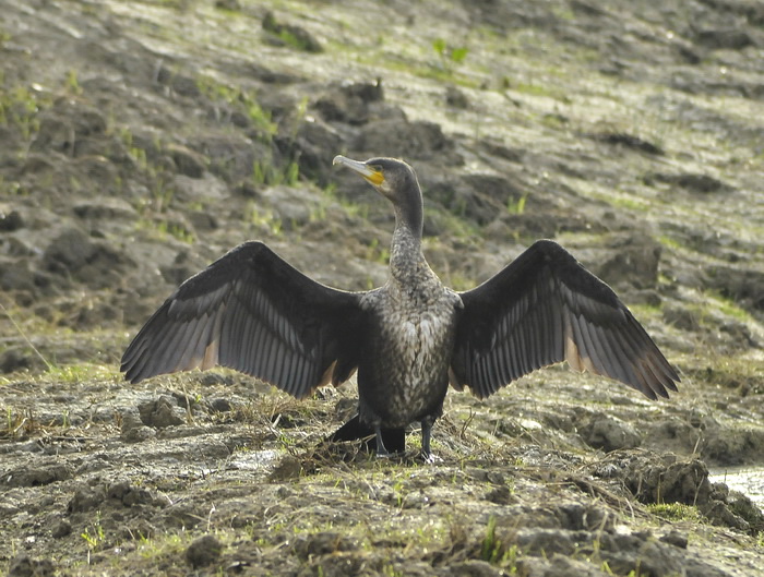 Cormorano - Phalacrocorax carbo